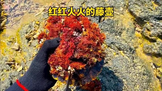 红红火火的小海龟背了许多的藤壶来找小哥清理藤壶