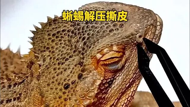 又是一只小蜥蜴，这次给褪皮的它，撕去外衣十分解压，把隔壁老奶奶的强迫症治好了