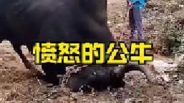 愤怒无比的公牛做出攻击举动