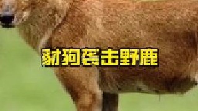 疯狂的豺狗袭击野鹿