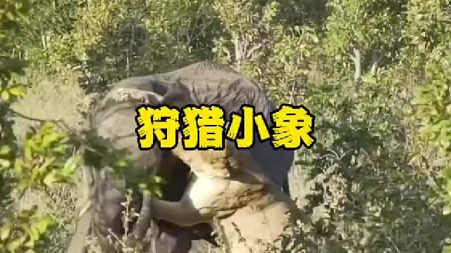 疯狂母狮狩猎小象