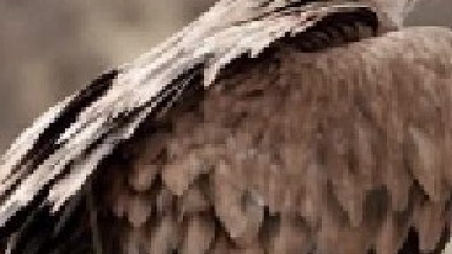 疯狂秃鹫啃光一头大象