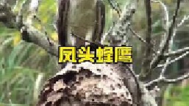 凤头蜂鹰直捣马蜂巢
