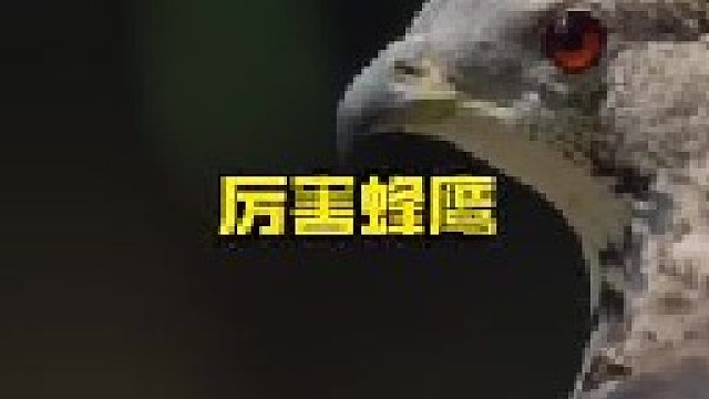 凤头蜂鹰直接冲击黄蜂巢