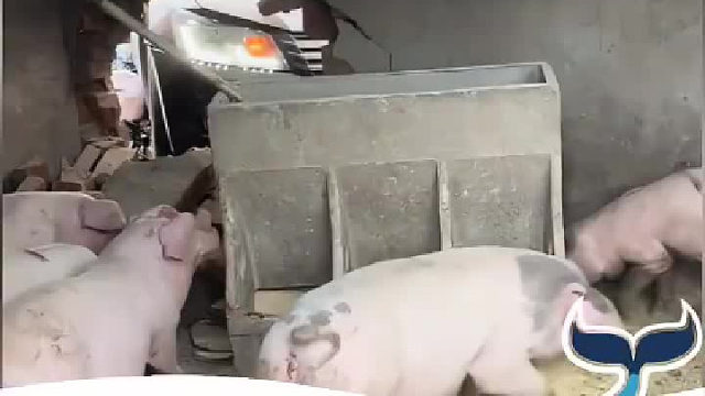 猪：赔偿款下来 能不能给我改善下伙食