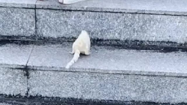 麻烦你别走得太快好不好，身后的“小尾巴”真的跟不上