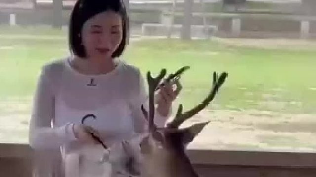 梅花鹿靠近美女游客，下秒竟闻到这里，瞬间转头表情呆滞