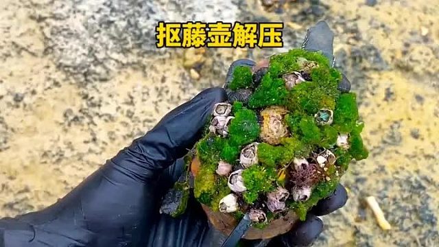 抠藤壶解压视频今天又来啦