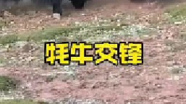 高原霸主野牦牛的实力非常强悍