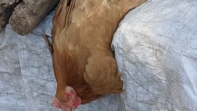 哈哈，这个鸡两腿一伸，悠闲的催着海风，第一次见