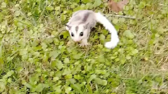 带几个小家伙出来走走。