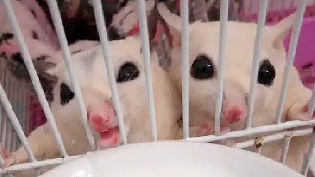 一碗奶粉引发的战争