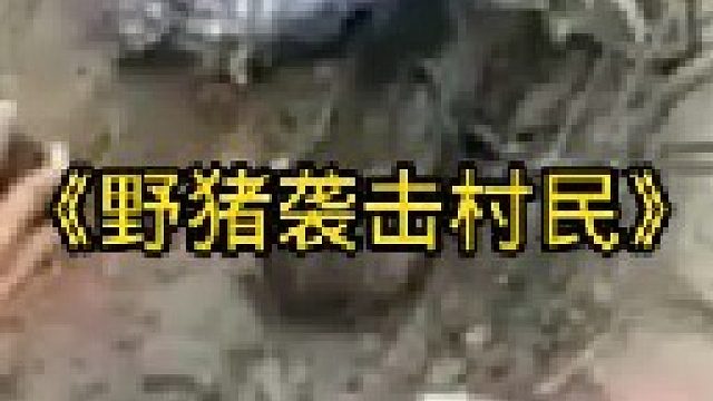 野猪发疯了差点将村民当场送走