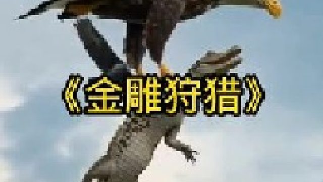 金雕绝对是猛禽界的天花板，它的狩猎能力太强了