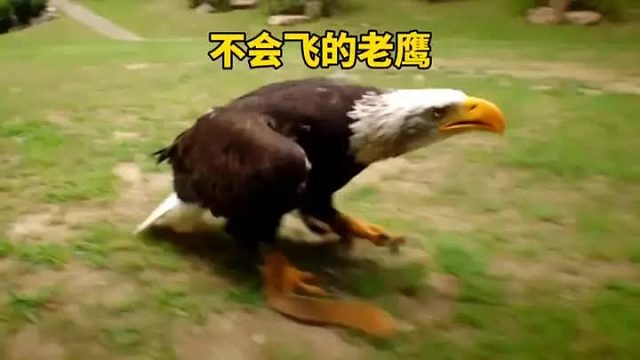 一只老鹰假装不会飞翔长达两年，其原因就是为了撒娇卖萌举高高