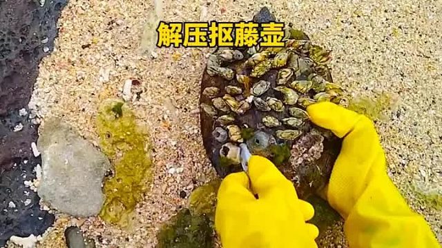 大家喜欢看的抠藤壶解压视频又来啦