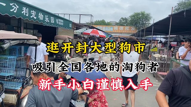 开封狗市就是热闹，大热天吸引全国各地淘狗者，新手小白谨慎入手