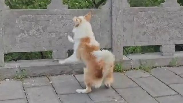 悟空大战杨戬和哮天犬