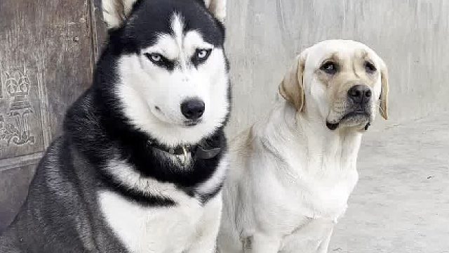 哈士奇和拉布拉多的孩子成长变化