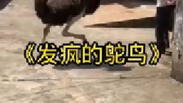 鸵鸟闯下大祸了差点把村民当场送走