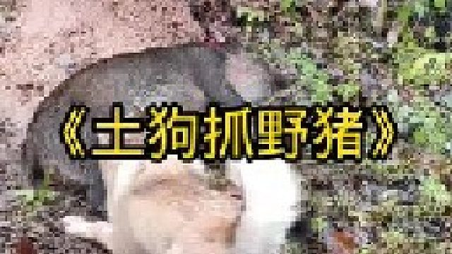 土狗抓捕野猪为村民立下大功