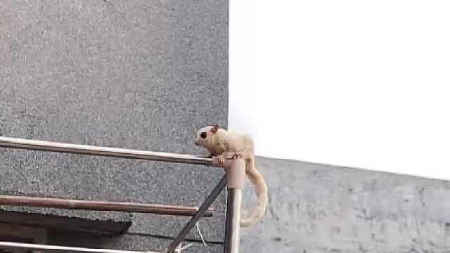 总有人说眼睛太大，眼睛闭不上，看见没，大眼睛闭上了