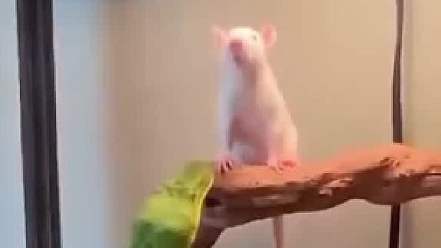 蛇的眼神原来不好，难怪有红外线感受热量，这也太尴尬了。