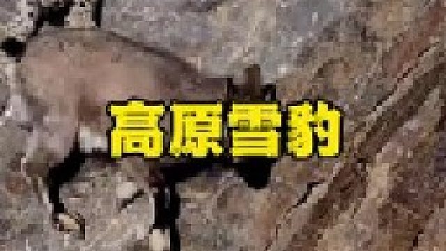 高原雪豹的强悍战斗力
