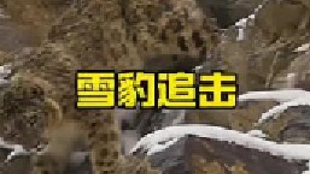 高原雪豹强势狩猎岩羊