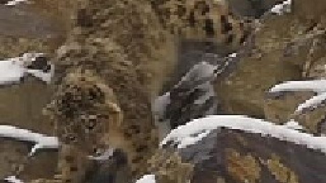 高原雪豹追逐岩羊吓跑鬣狗