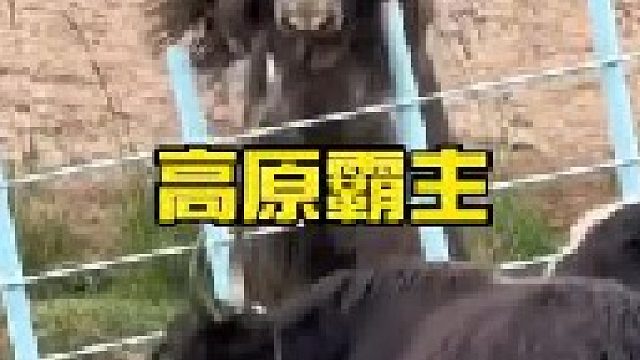 高原野牦牛的彪悍