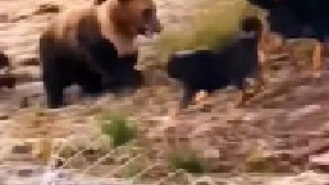 高原棕熊与藏獒的较量