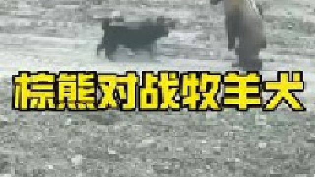高原棕熊与牧羊犬开战