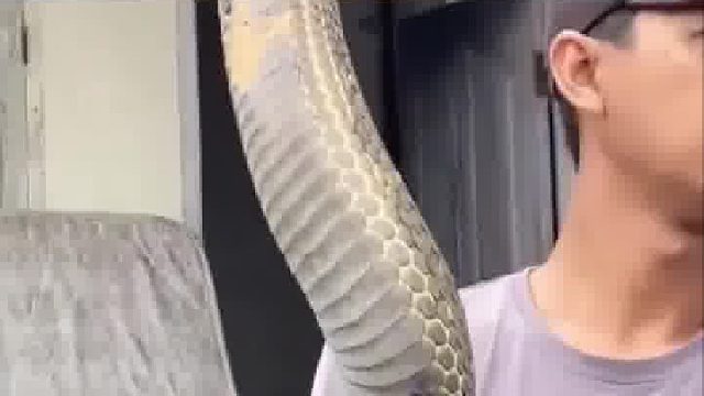 印度一男子上传了自己徒手抓住一条巨型