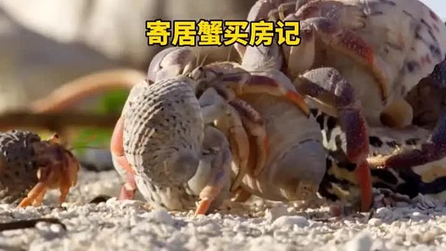 这年头寄居蟹也要为买房子而发愁啊