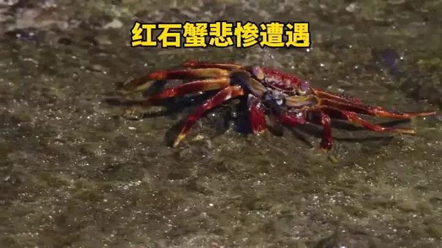 小螃蟹因为贪吃忘了回家，结果太悲剧了