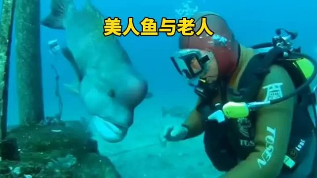 老人与美人鱼上演了一出人与动物的真情