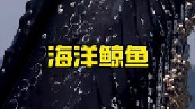 海洋当中重达一百多吨的鲸鱼