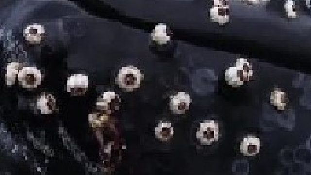 海洋生物座头鲸