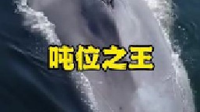 海洋中的巨型霸主蓝鲸