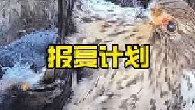寒鸦偷袭鹰巢吃掉鸟蛋被报复