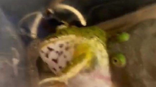 小丑蛙你是不是有病