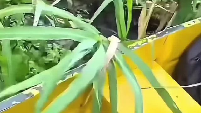 亚马逊热带雨林被称为“生命的王国”，一个曾被世人遗忘的角落.