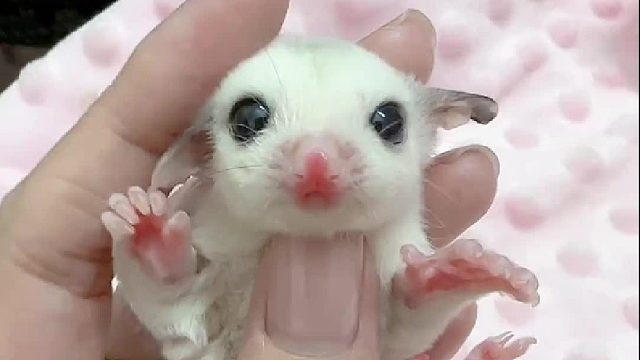 就适合在家里rua蜜～