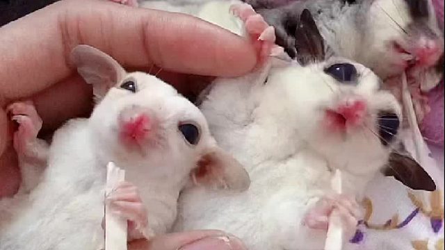 仅推荐给可爱有趣的人儿～