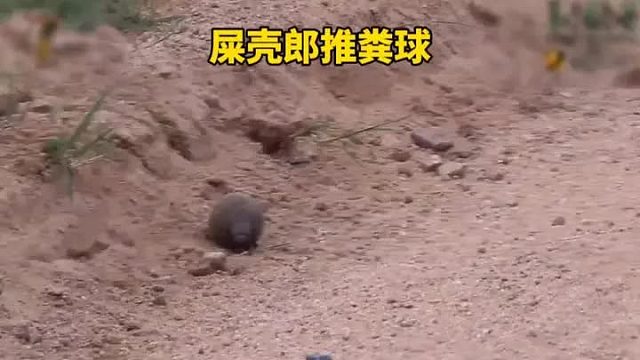 屎壳郎夫妇为了给儿子娶媳妇，千里迢迢推粪球回家，哪知回去的路上盯上了狮子身上的大粪球