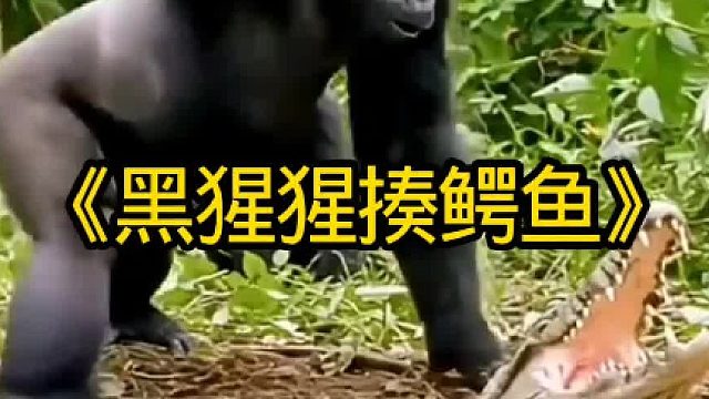 黑猩猩拿木棒教训鳄鱼