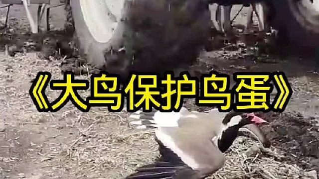 大鸟阻拦耕地机，只为保护鸟蛋