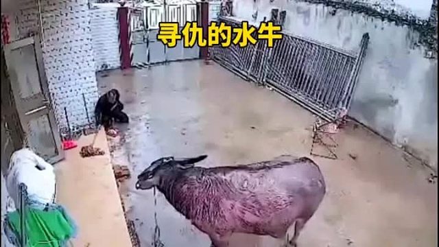 水牛吃错药了，居然开始记仇