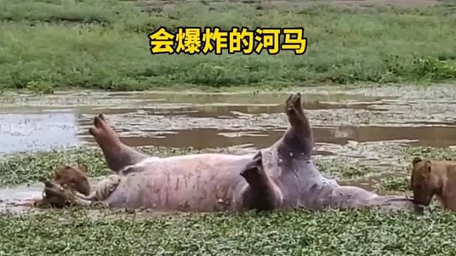 会爆炸的河马腊肉顺着河流被狮群发现，狮群为了吃腊肉是否被炸上了天